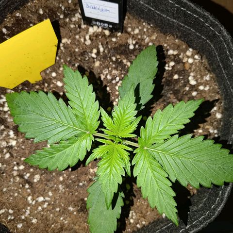Bubblegum Auto Fastbuds  growlog timeline photo