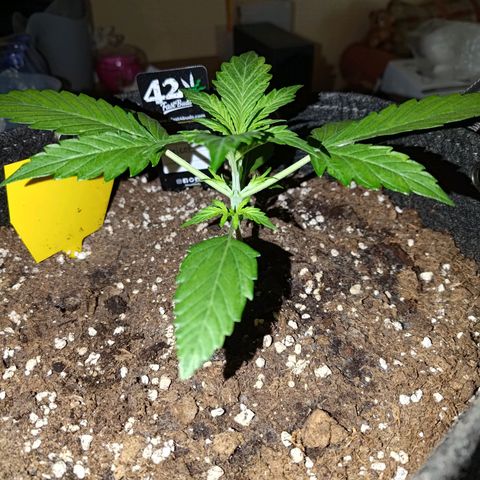 Apricot Auto Fastbuds  growlog timeline photo