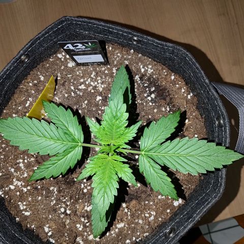 Apricot Auto Fastbuds  growlog timeline photo