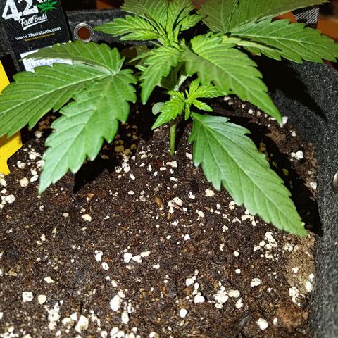 Bubblegum Auto Fastbuds  growlog timeline photo