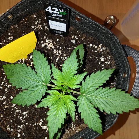 Bubblegum Auto Fastbuds  growlog timeline photo