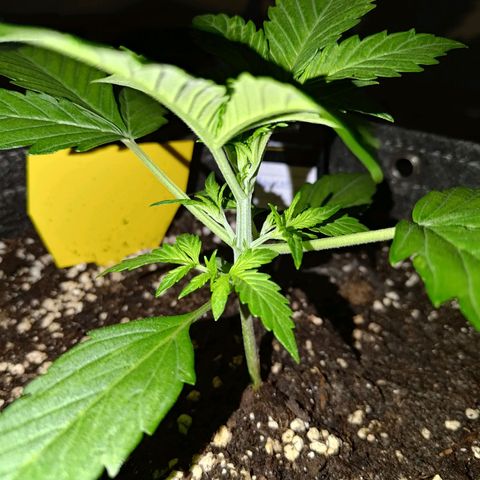 Apricot Auto Fastbuds  growlog timeline photo