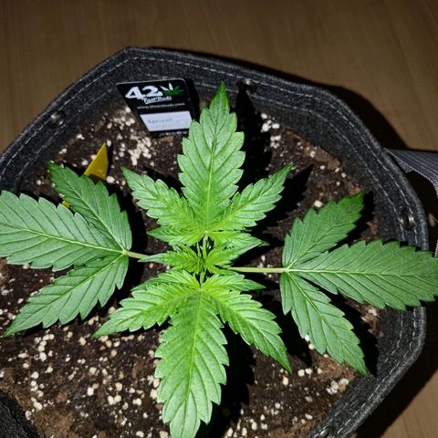 Apricot Auto Fastbuds  growlog timeline photo