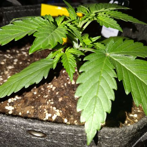 Bubblegum Auto Fastbuds  growlog timeline photo