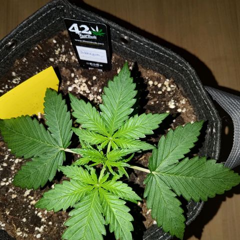 Bubblegum Auto Fastbuds  growlog timeline photo