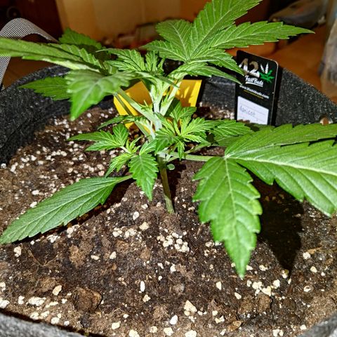Apricot Auto Fastbuds  growlog timeline photo