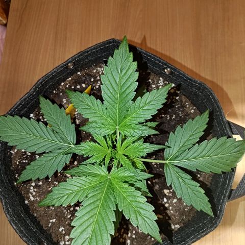 Apricot Auto Fastbuds  growlog timeline photo