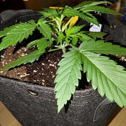Bubblegum Auto Fastbuds  growlog timeline photo
