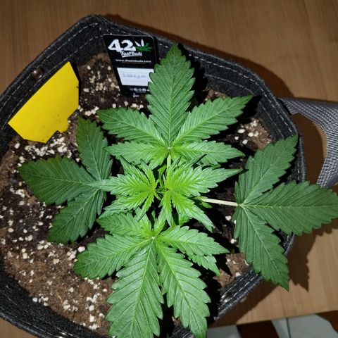 Bubblegum Auto Fastbuds  growlog timeline photo