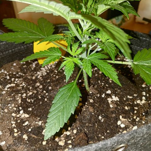 Apricot Auto Fastbuds  growlog timeline photo