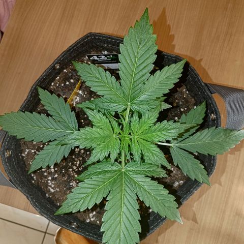 Apricot Auto Fastbuds  growlog timeline photo