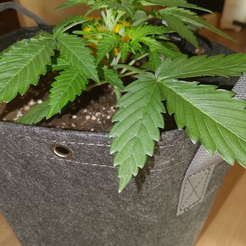Bubblegum Auto Fastbuds  growlog timeline photo