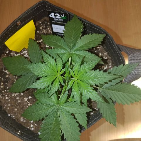 Bubblegum Auto Fastbuds  growlog timeline photo