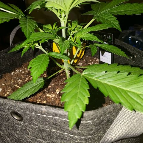 Apricot Auto Fastbuds  growlog timeline photo