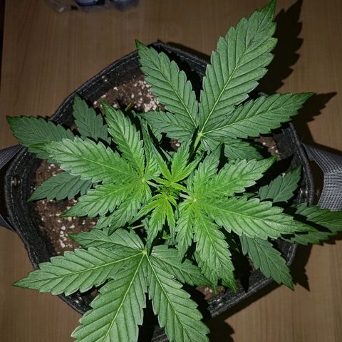 Apricot Auto Fastbuds  growlog timeline photo