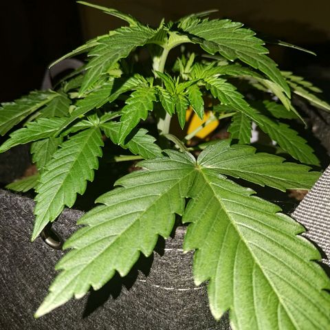 Bubblegum Auto Fastbuds  growlog timeline photo