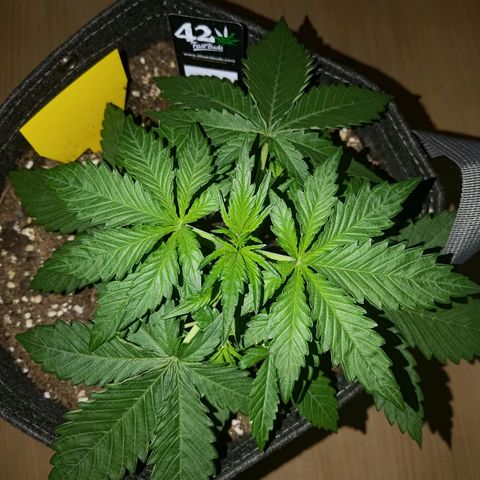 Bubblegum Auto Fastbuds  growlog timeline photo
