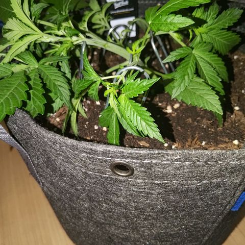 Apricot Auto Fastbuds  growlog timeline photo