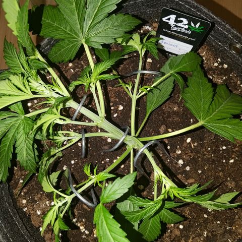 Apricot Auto Fastbuds  growlog timeline photo