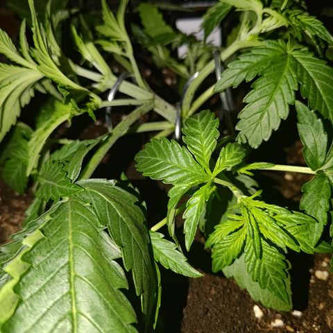 Bubblegum Auto Fastbuds  growlog timeline photo