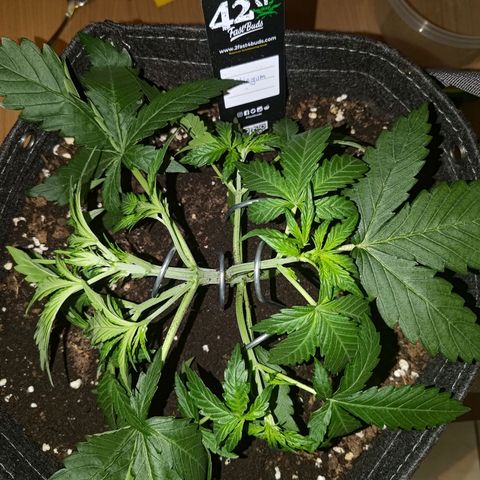 Bubblegum Auto Fastbuds  growlog timeline photo
