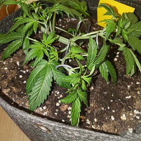 Apricot Auto Fastbuds  growlog timeline photo
