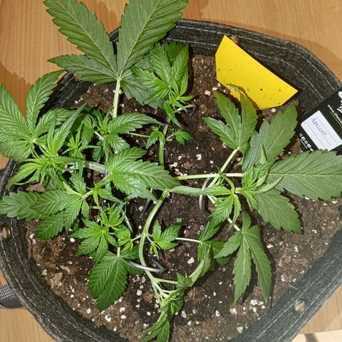 Apricot Auto Fastbuds  growlog timeline photo