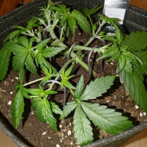 Bubblegum Auto Fastbuds  growlog timeline photo