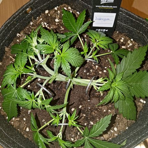 Bubblegum Auto Fastbuds  growlog timeline photo