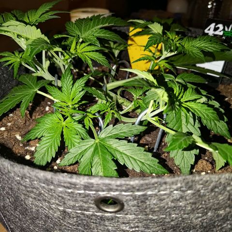 Apricot Auto Fastbuds  growlog timeline photo