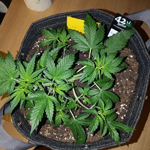 Apricot Auto Fastbuds  growlog timeline photo