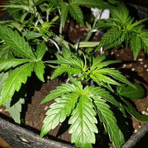 Bubblegum Auto Fastbuds  growlog timeline photo