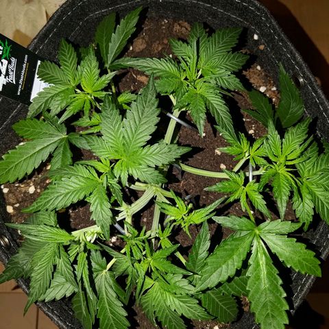 Bubblegum Auto Fastbuds  growlog timeline photo
