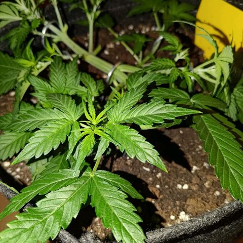 Apricot Auto Fastbuds  growlog timeline photo