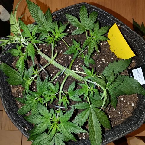 Apricot Auto Fastbuds  growlog timeline photo