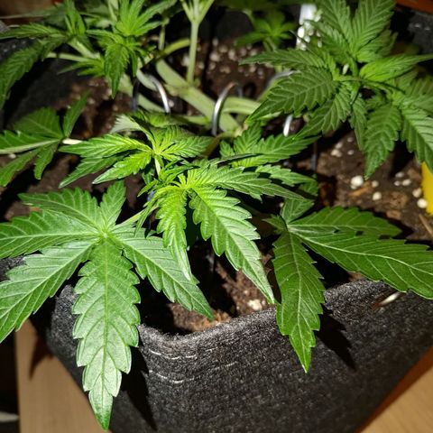 Bubblegum Auto Fastbuds  growlog timeline photo