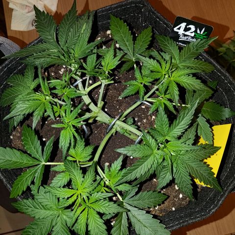 Bubblegum Auto Fastbuds  growlog timeline photo