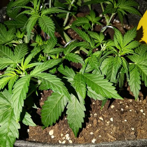 Apricot Auto Fastbuds  growlog timeline photo