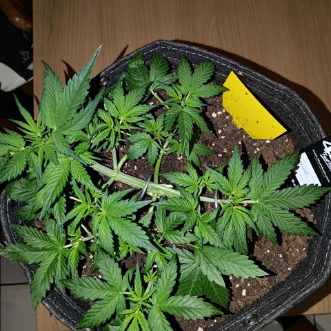 Apricot Auto Fastbuds  growlog timeline photo