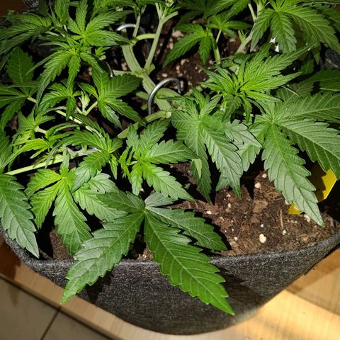 Bubblegum Auto Fastbuds  growlog timeline photo
