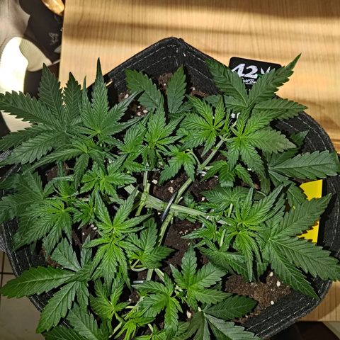 Bubblegum Auto Fastbuds  growlog timeline photo