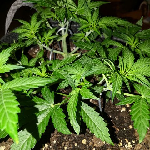 Apricot Auto Fastbuds  growlog timeline photo