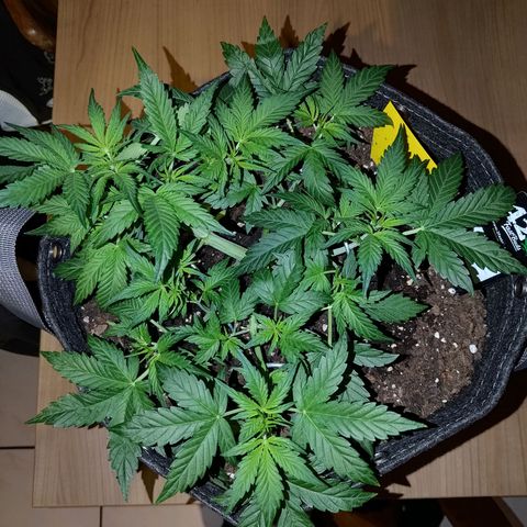 Apricot Auto Fastbuds  growlog timeline photo