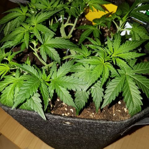Bubblegum Auto Fastbuds  growlog timeline photo