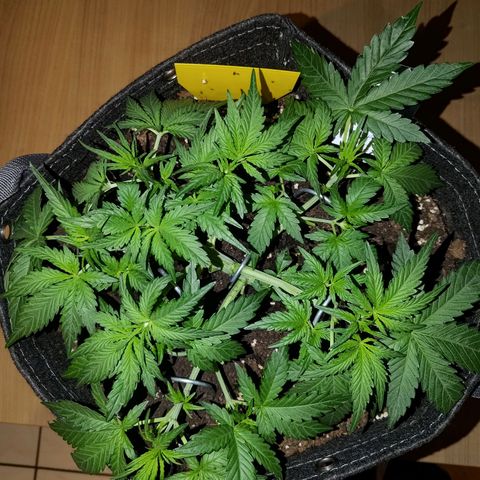 Bubblegum Auto Fastbuds  growlog timeline photo