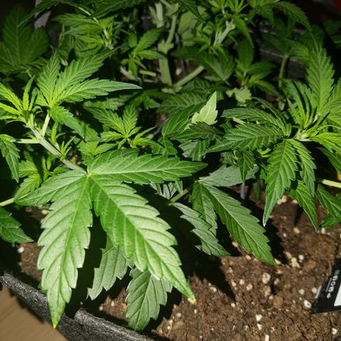 Apricot Auto Fastbuds  growlog timeline photo