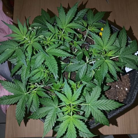Apricot Auto Fastbuds  growlog timeline photo