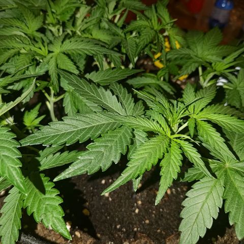 Bubblegum Auto Fastbuds  growlog timeline photo