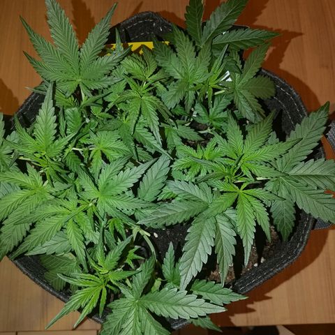Bubblegum Auto Fastbuds  growlog timeline photo