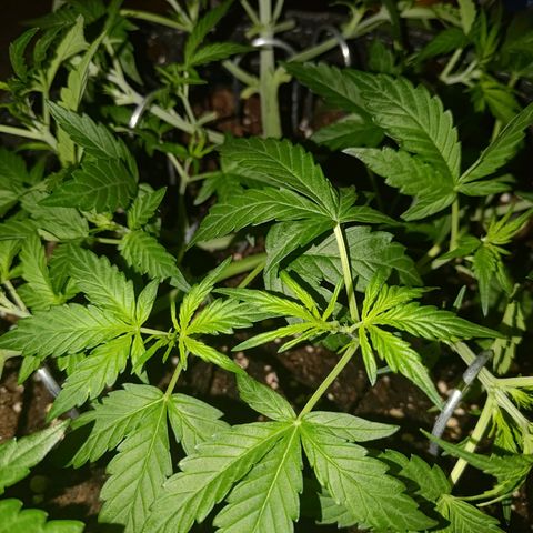 Apricot Auto Fastbuds  growlog timeline photo